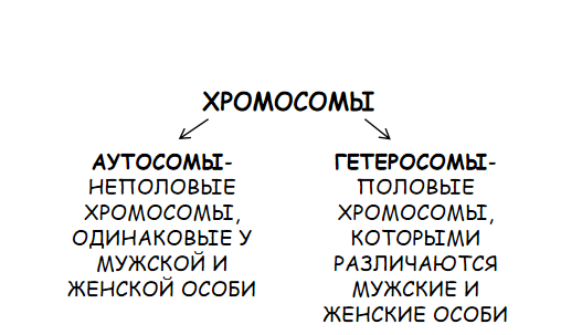 Хромосомы делятся на аутосомы и гетеросомы.