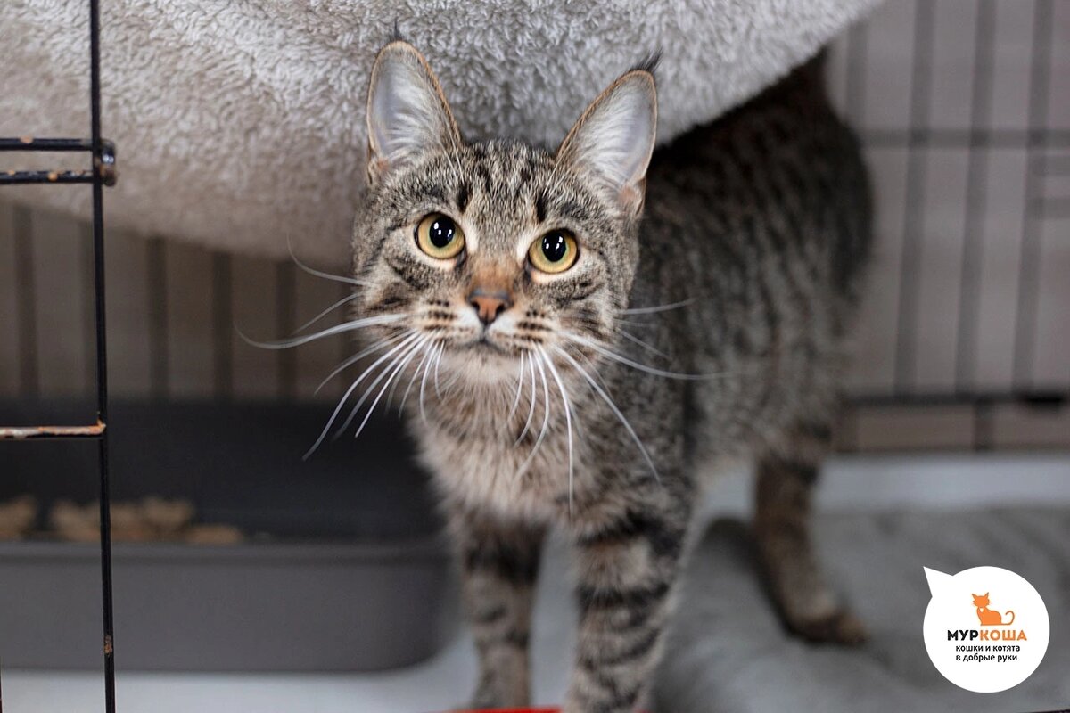 Пампушку нашли в электричке в переноске с котятами. Котят пристроили.