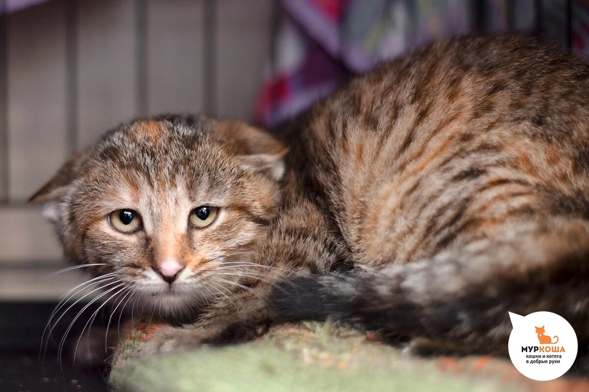 Мицуи родилась и жила на дачном участке вместе с братьями Харуки, Нишике и Такэ.