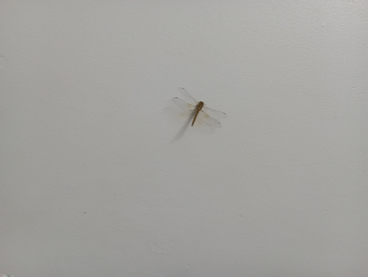 В новом номере нас встретила гостеприимная стрекоза) 