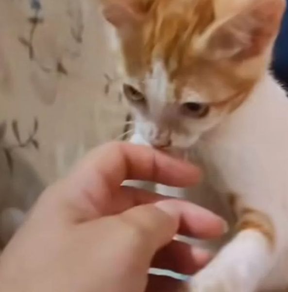    Кот Ларисы Гузеевой, фото: 7 дней