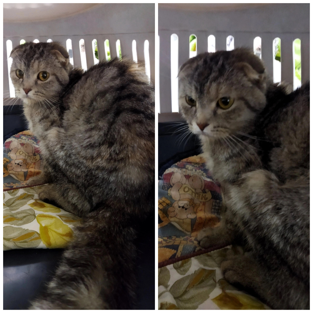 Эмбер нашли на улице, уехала в стационар.