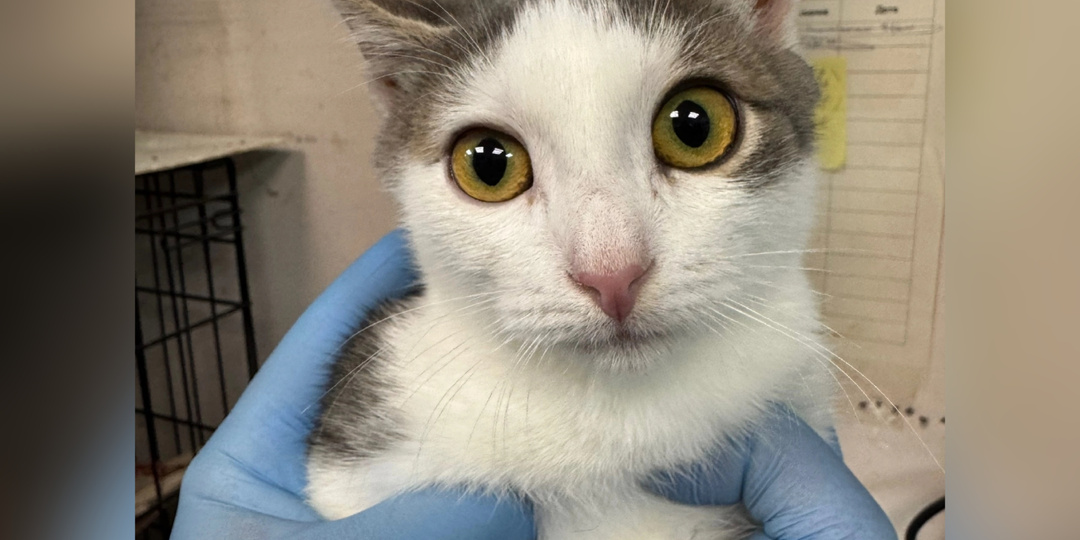 У нас новенькие