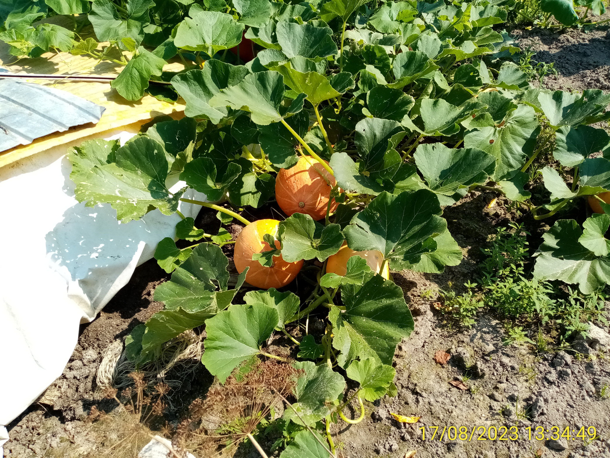 Тыквы на навозной куче