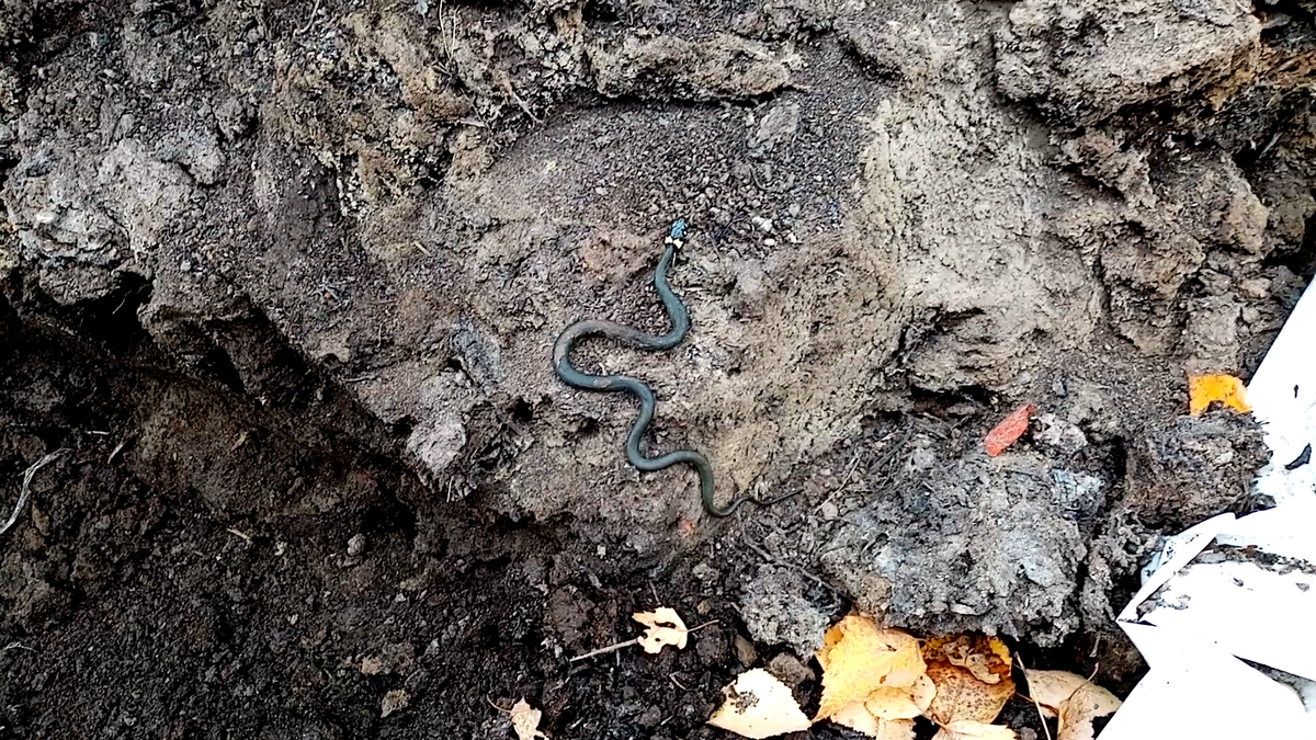 Ужик на навозной куче