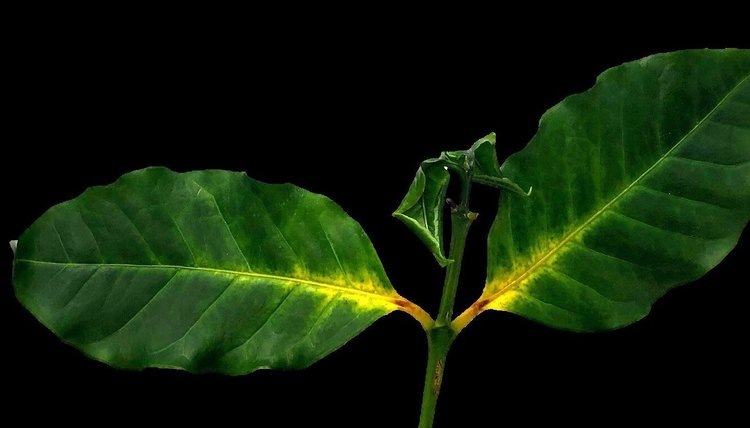    В дефиците и дороговизне кофе виноваты грибы франкенштейны