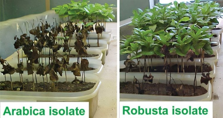     В дефиците и дороговизне кофе виноваты грибы франкенштейны
