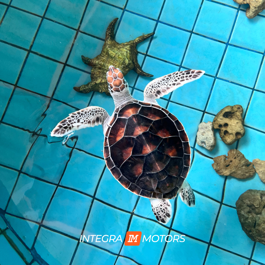 Sea Turtle Conservation Center