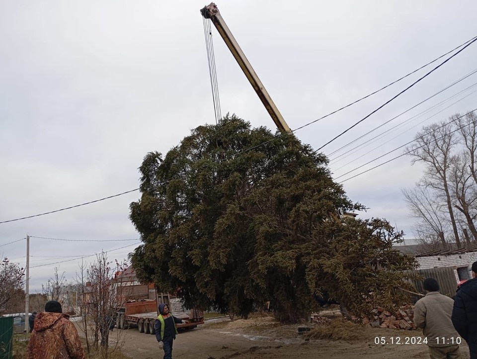   Жительница Димитровграда пожертвовала городу новогоднюю елку | ФОТО: администрация Димитровграда