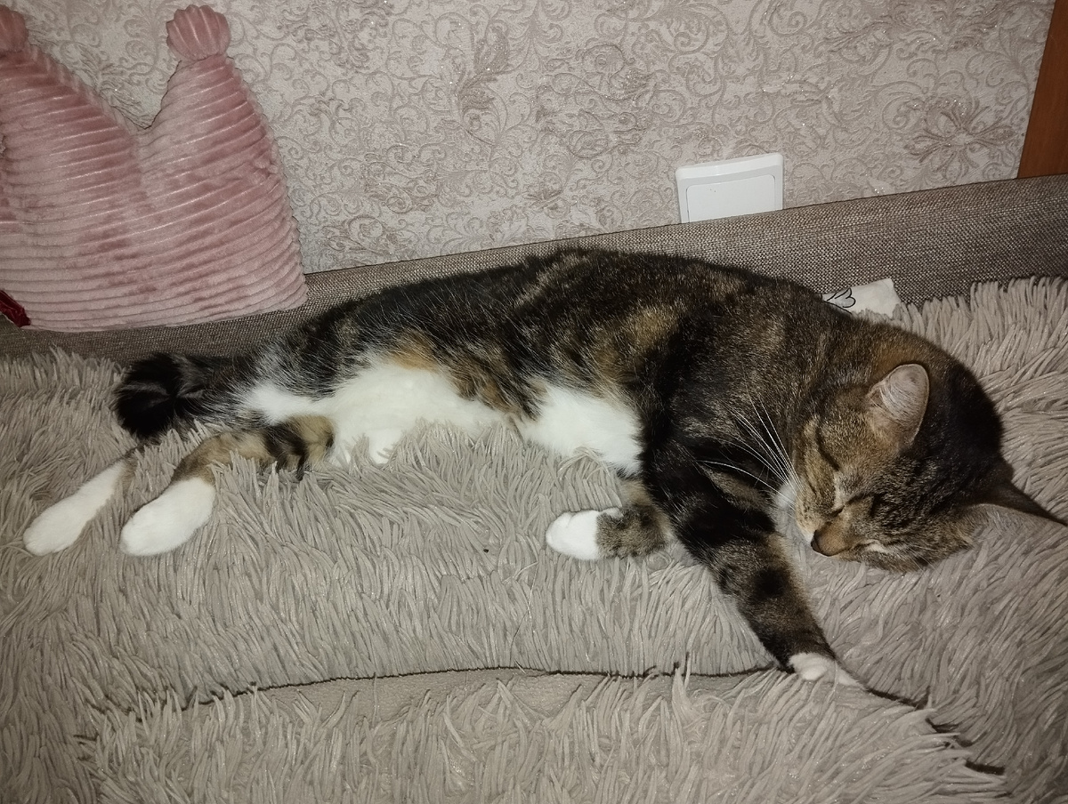 Котик приболел, но сейчас уже всё хорошо 