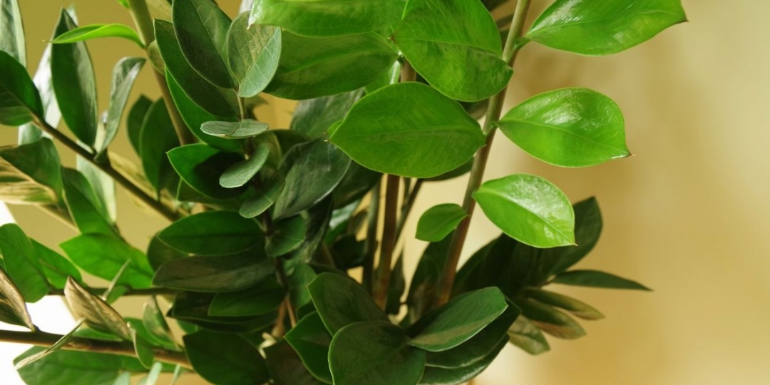 Замиокулькас выпустит новые листья и, возможно, даже зацветет. Достаточно подкормить этим растение