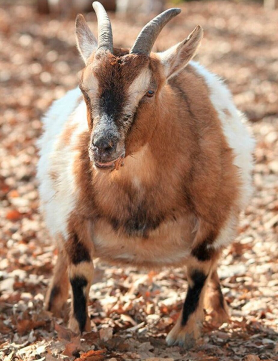 Это не моя, из интернета,фото понравилось