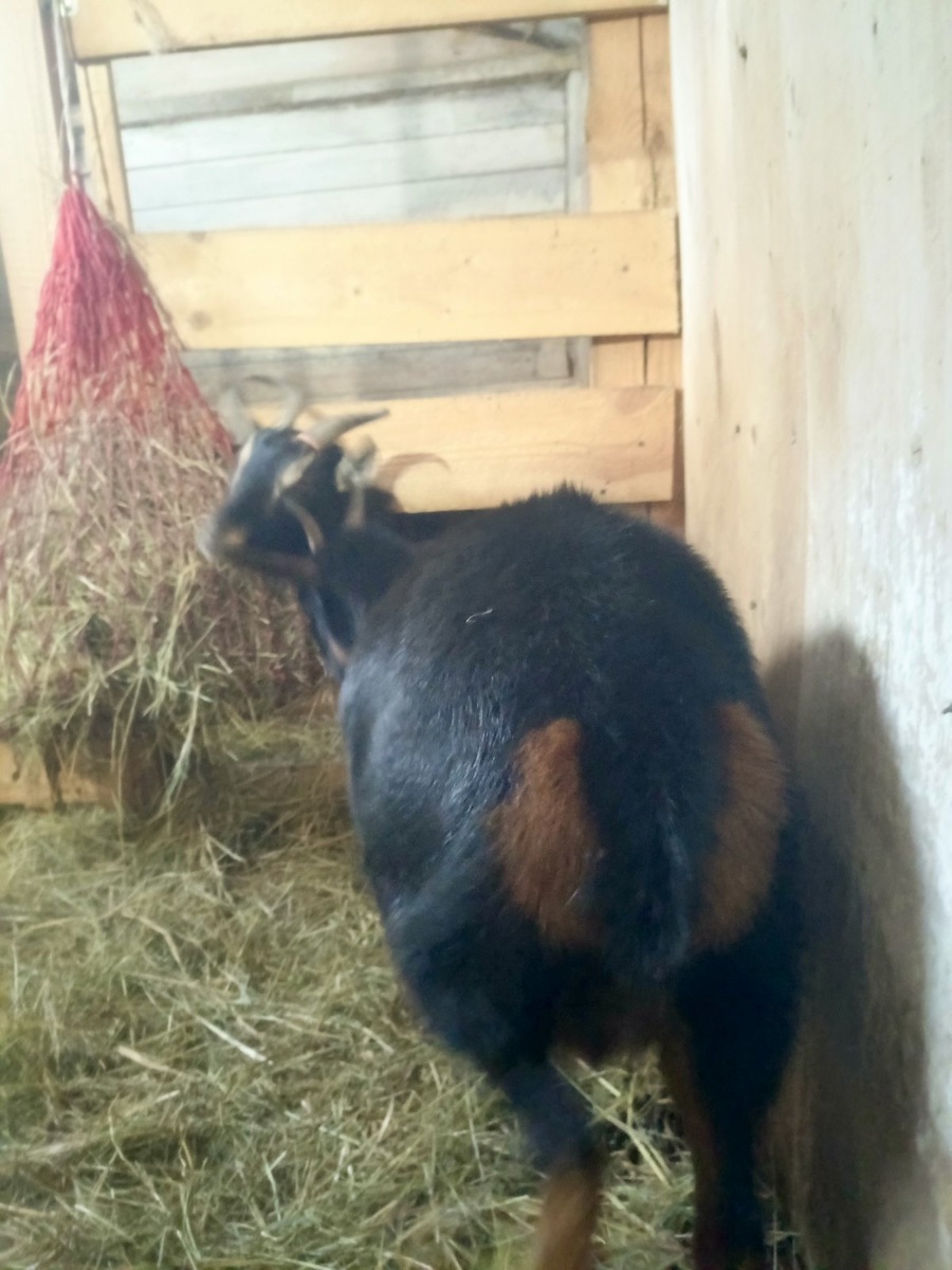 Козий задок, вымя с кулачок спрятала🤣