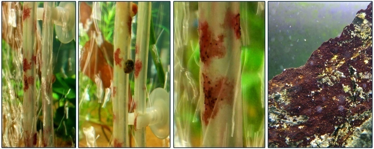 Гилденбрандия