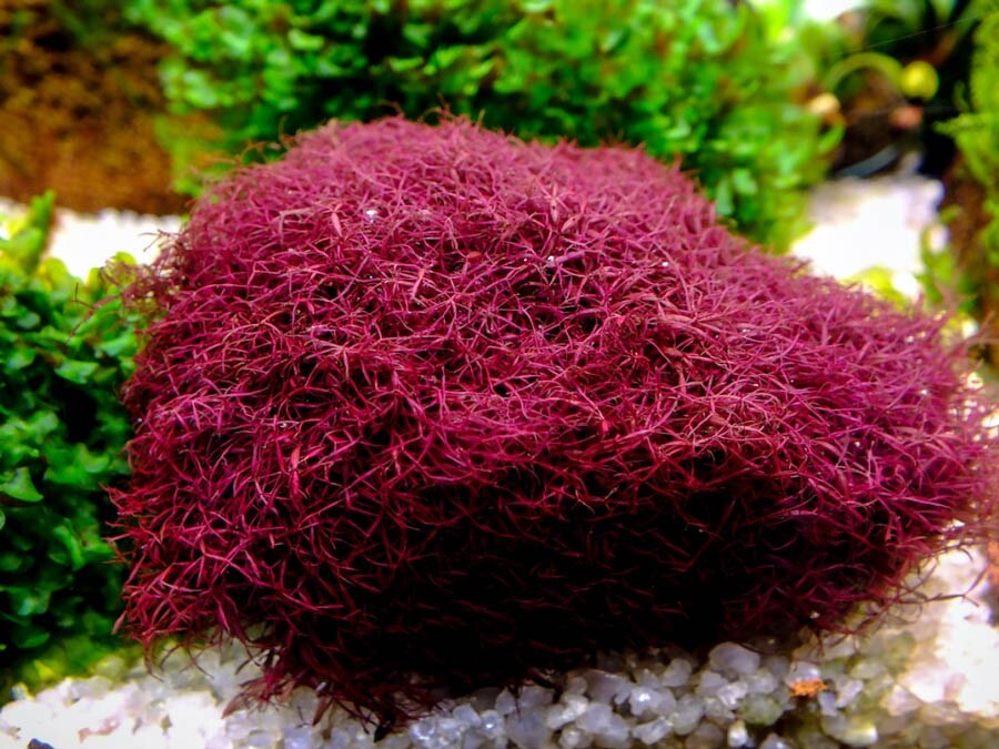 Калоглосса