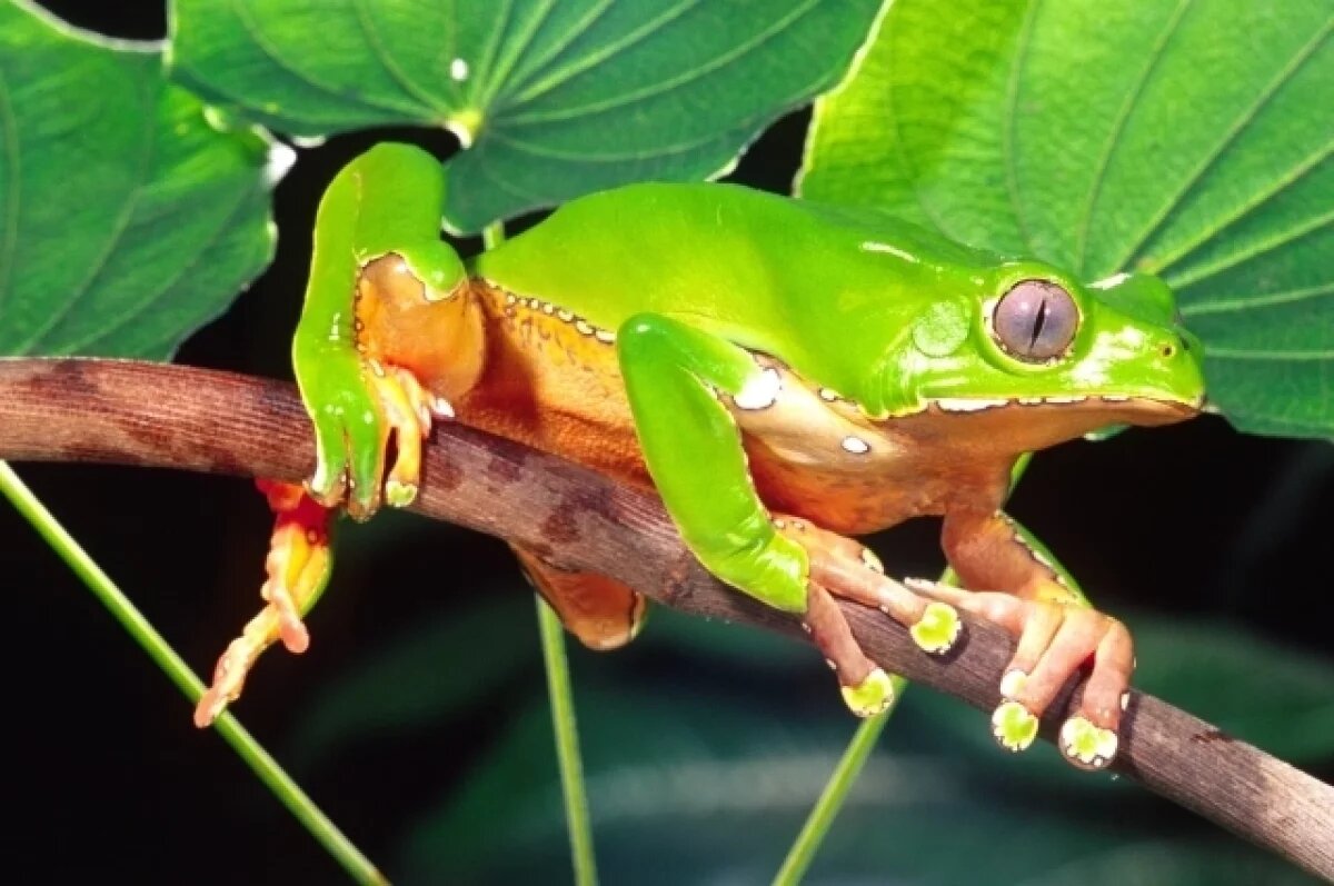    В Мексике актриса умерла, выпив яд лягушки во время ритуала