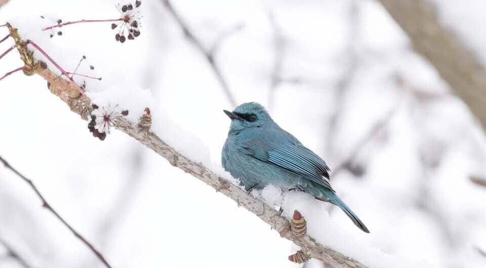   Grigory Ivannikov / Facebook*