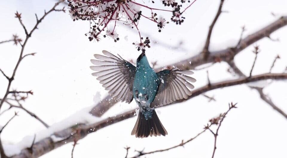   Grigory Ivannikov / Facebook*