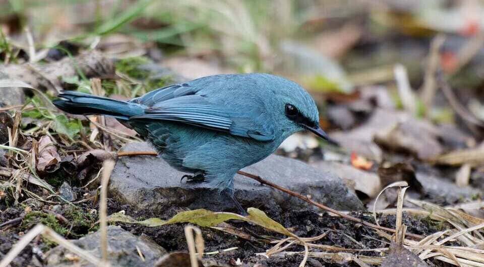   Grigory Ivannikov / Facebook*