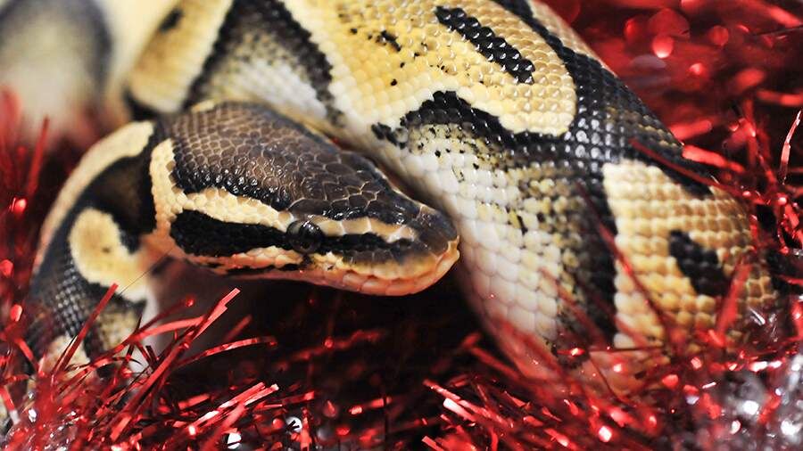 Фото с сайта Яндекса картинки