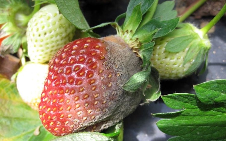    Садоводы Евросоюза лишаться фунгицида фенпиразамина раньше запланированного