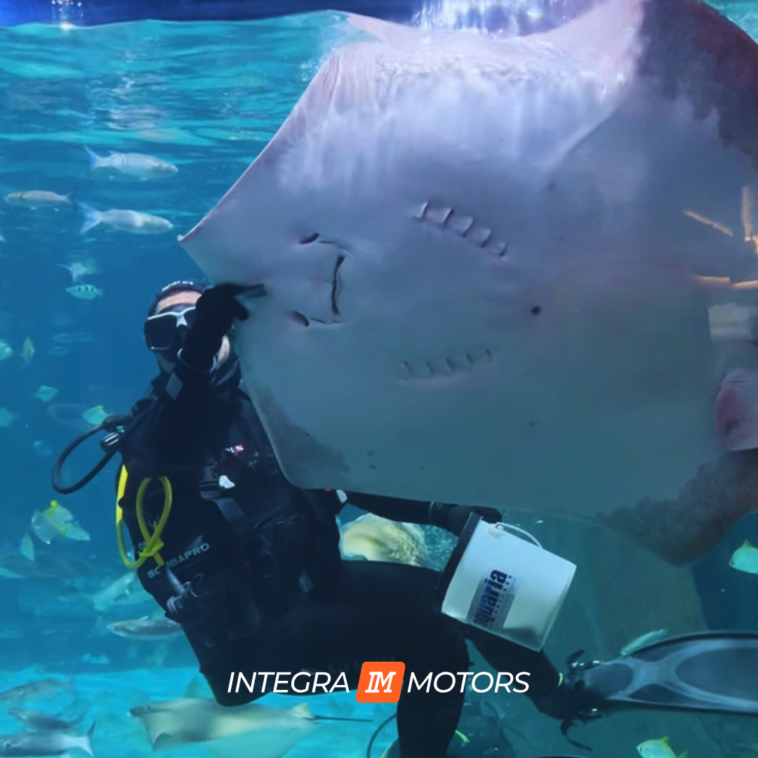 Кормление морских скатов и акул