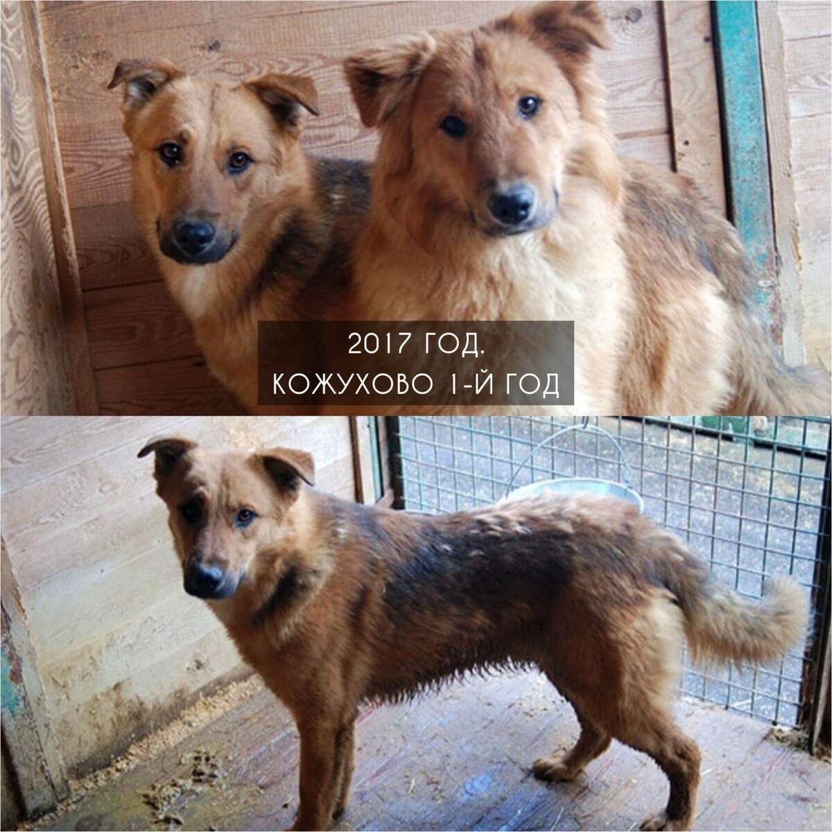 2017 год приют Кожухово. Спайс с братом Миксом.