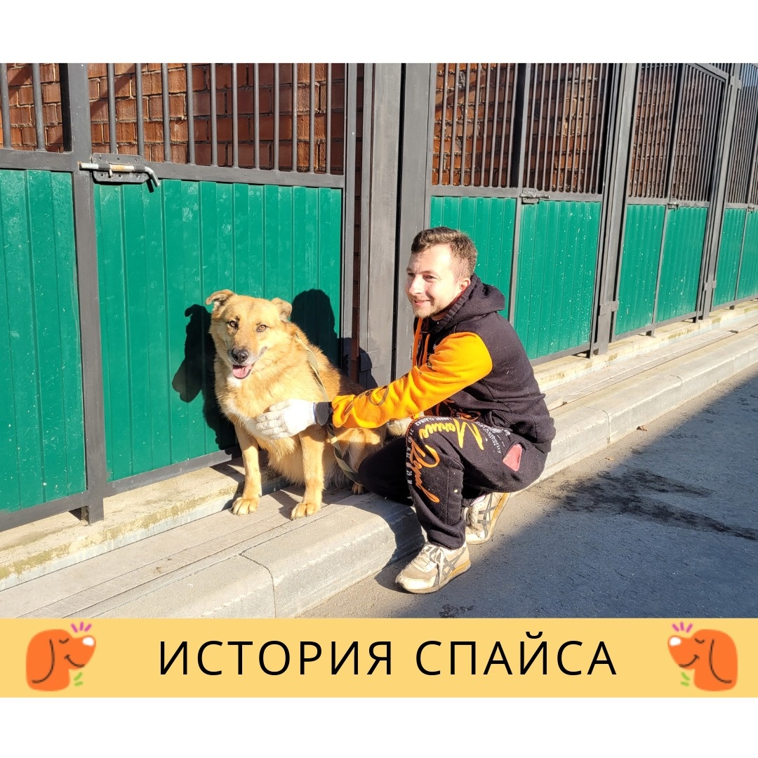 Спайс и волонтер Дима в приюте Пушистый друг (Малинки) ТиНАО