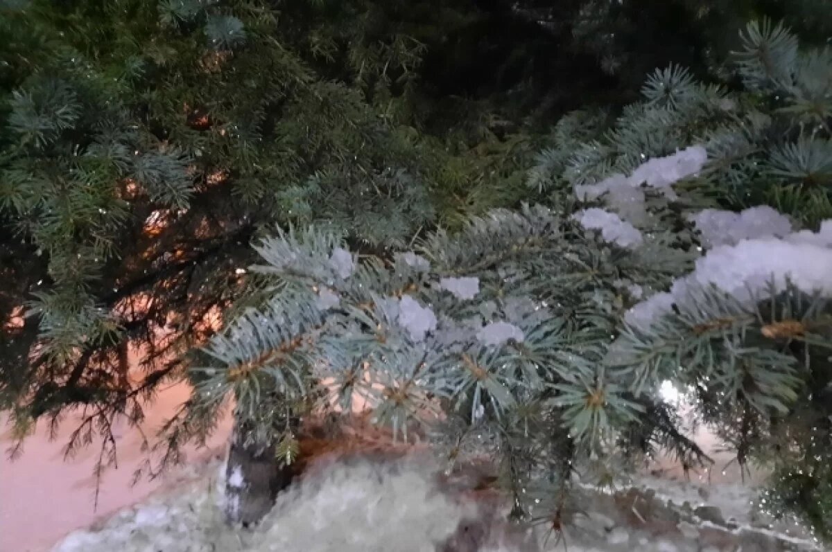    С 10 декабря в Пензенской области поручили усилить охрану хвойных деревьев