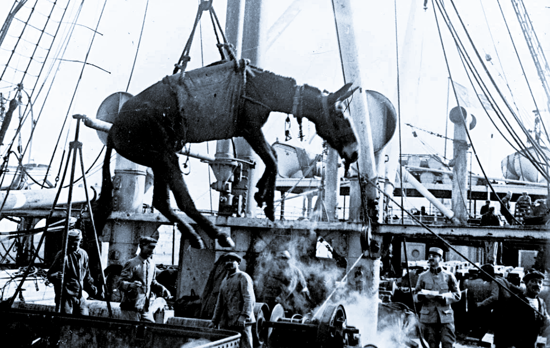 Лошадей грузили на суда и в начале 20-го столетия.