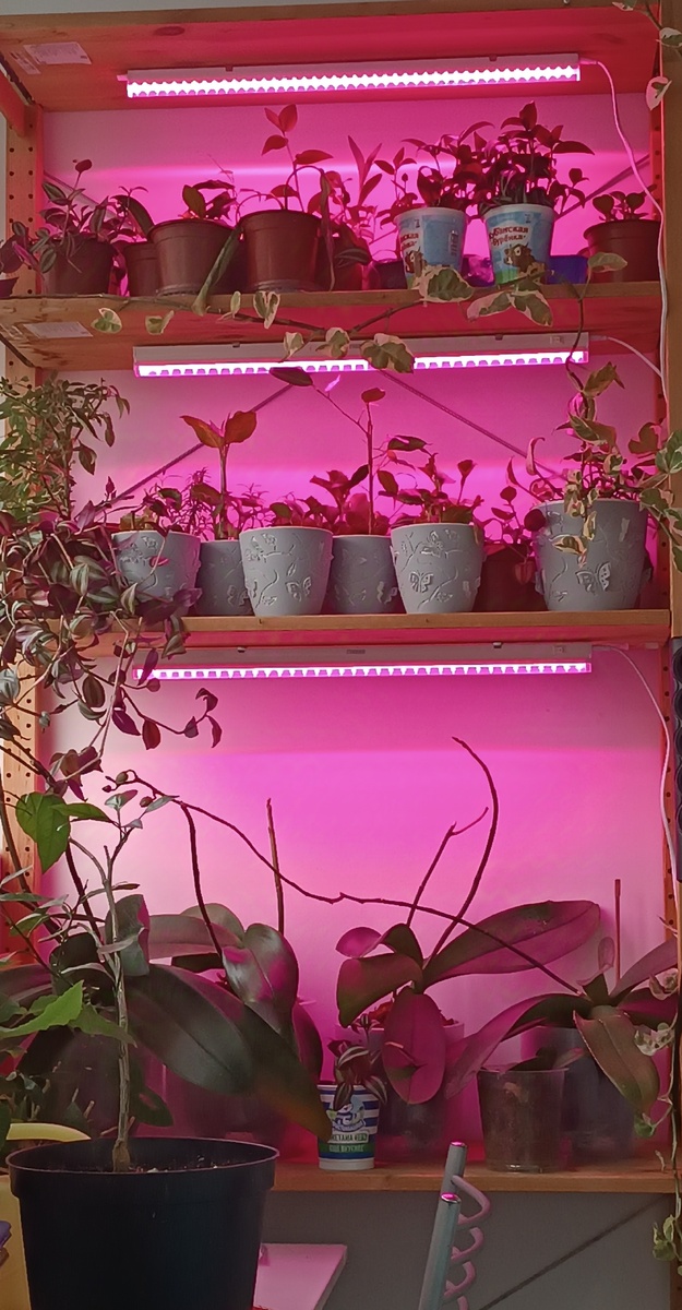 Досвечиваю до 12 часов. Но на верхней полке сейчас сидят эустомы, поэтому там свечу круглосуточно. 