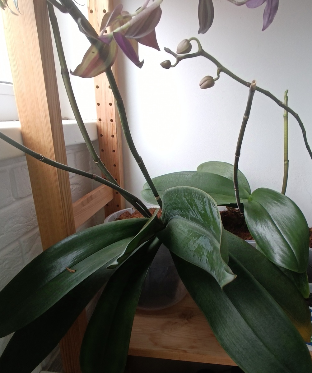 Моя самая первая орхидея. В этом году у нее три цветоноса. Должна очень круто цвести. С бутонами длинная "палка" от самой маленькой. Она эту "лиану" уже второй год отращивает. Не пойму, чего ей надо? 