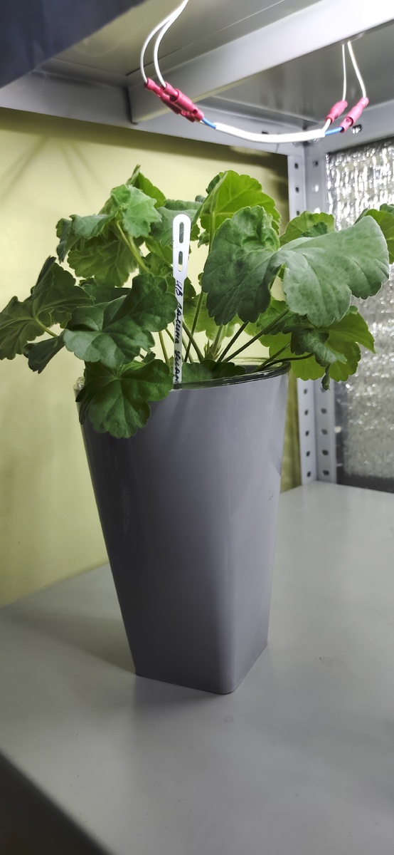 ИВ Галина Уланова на фитиле 6 декабря 2024