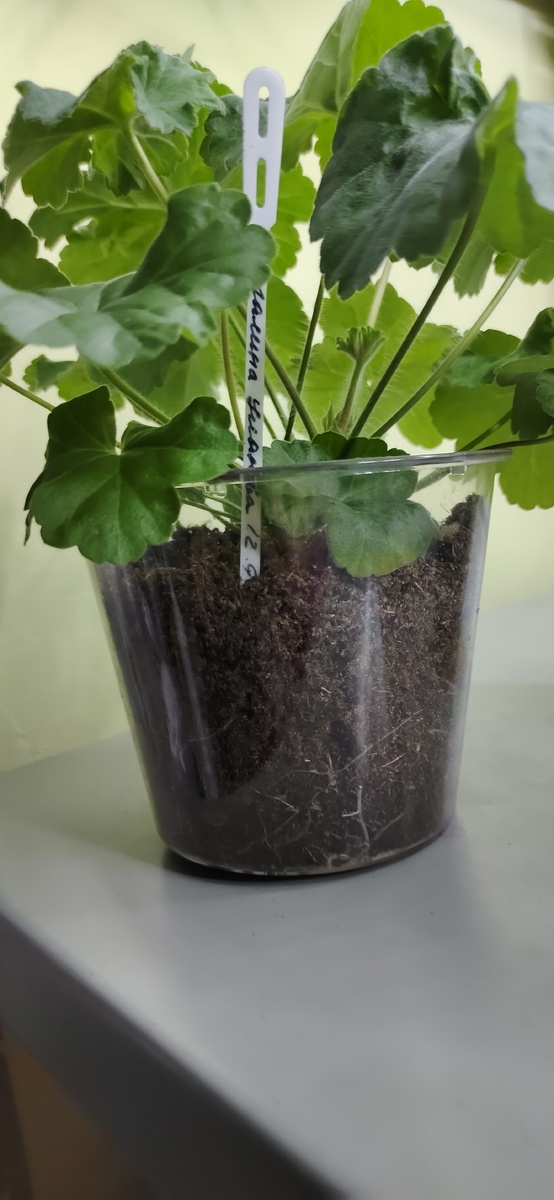 ИВ Галина Уланова на фитиле 6 декабря 2024