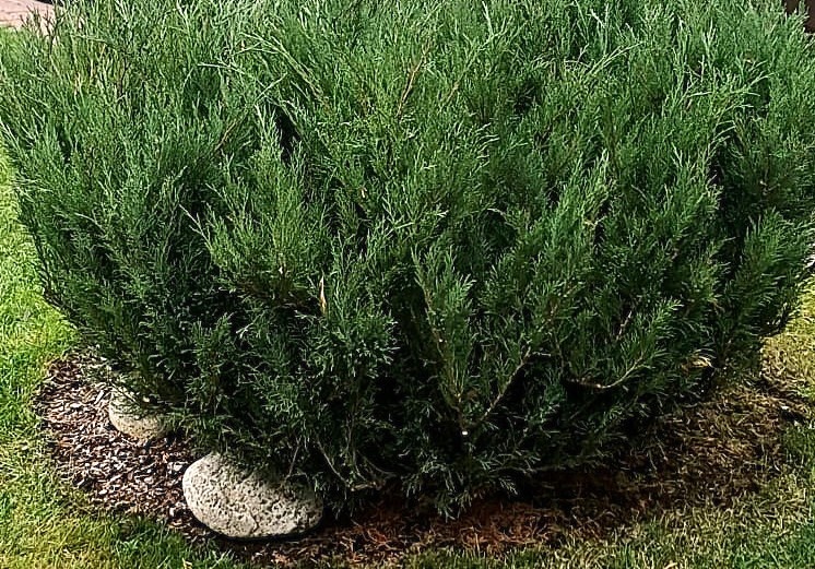 Фото автора. Засушиваю хвою с деревьев нашего сада. Галерея фото