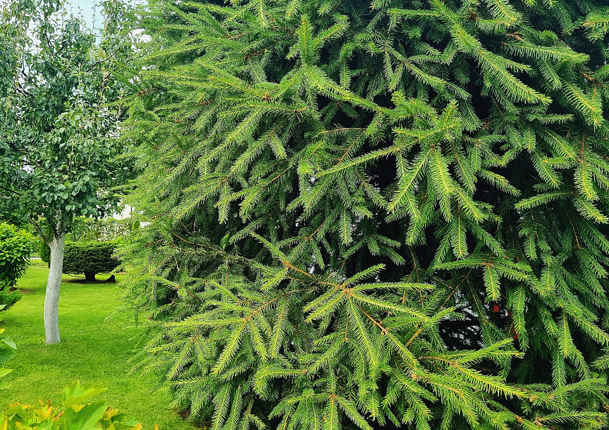 Фото автора. Засушиваю хвою с деревьев нашего сада. Галерея фото