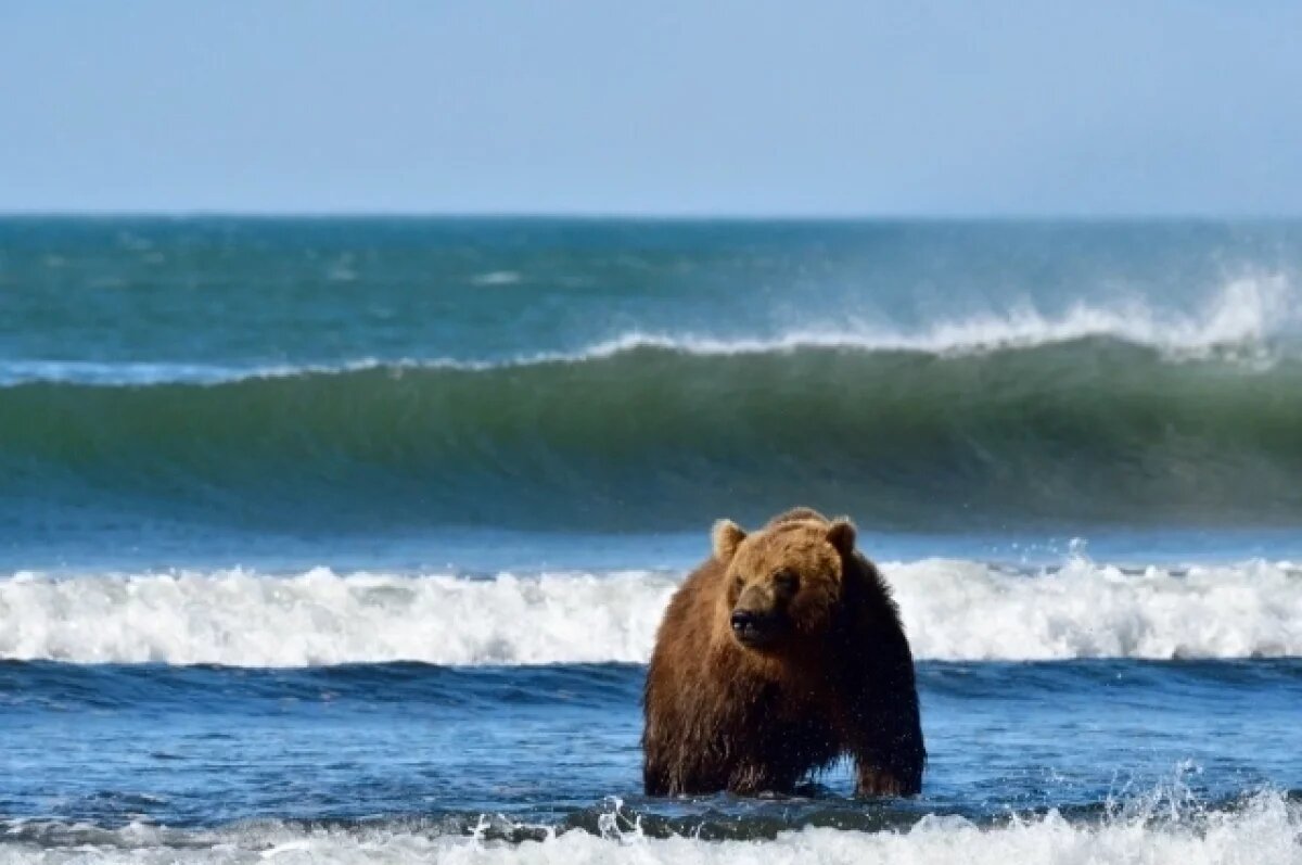    28 лет назад Кроноцкий заповедник включен в список наследия ЮНЕСКО