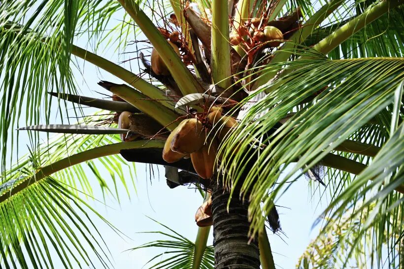  Кокосовая пальма может достигать высоты до 30 метров и живет около 70 лет   © РИА Новости. Наталья Селиверстова