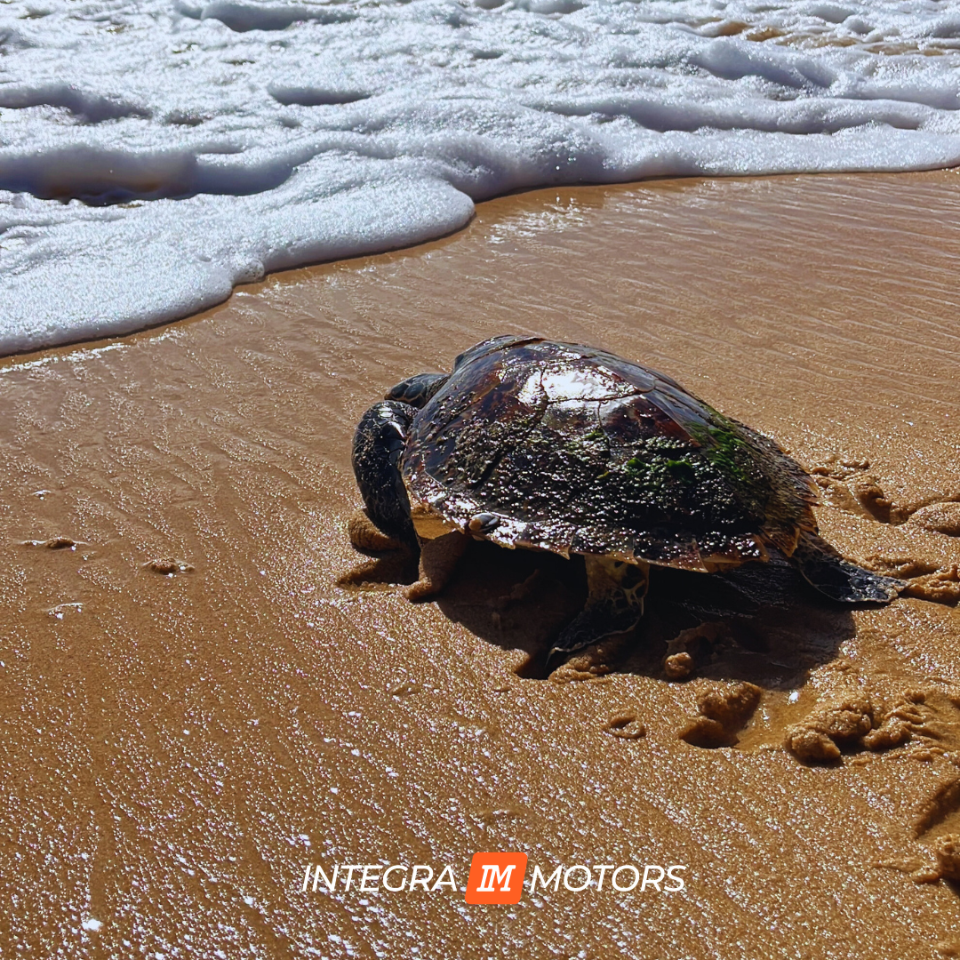 Спасли черепаху из рыболовных сетей