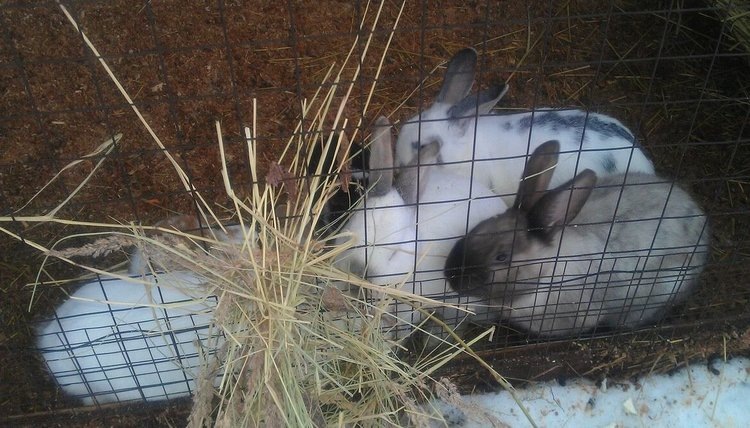    Чем кормить кроликов зимой