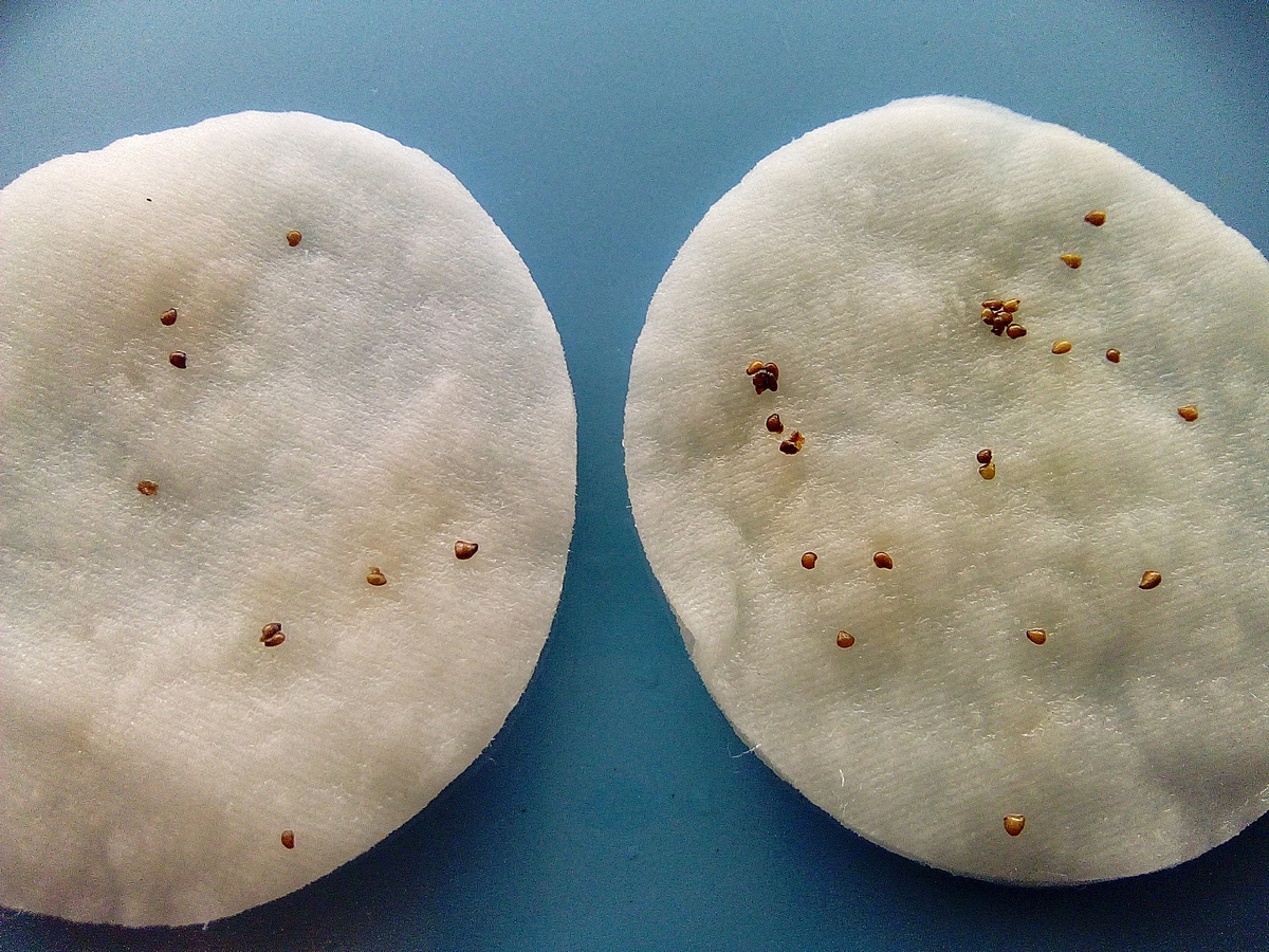 Делаю стратификацию семян клубники перед их посевом на рассаду