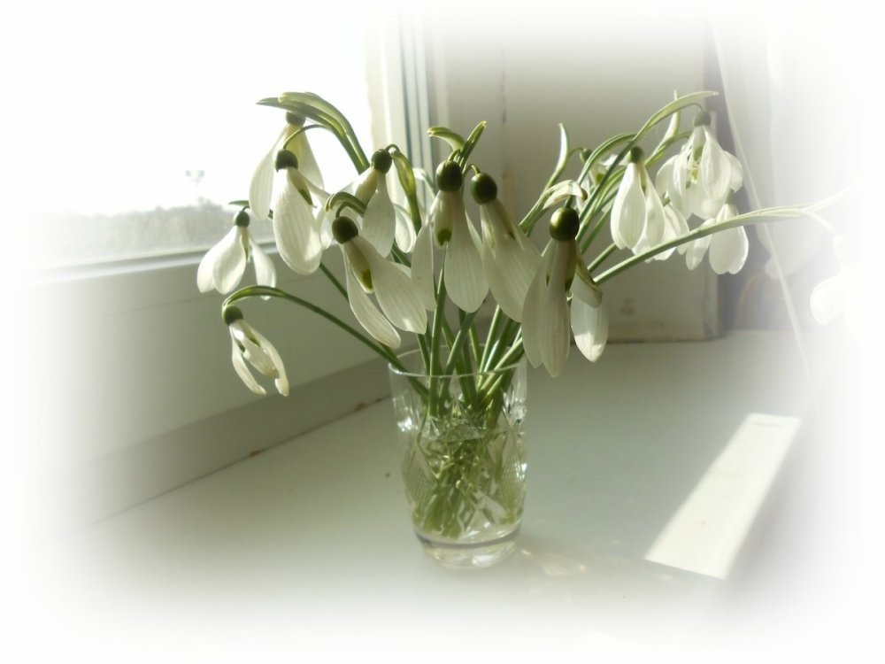 картинка из интернета подснежники