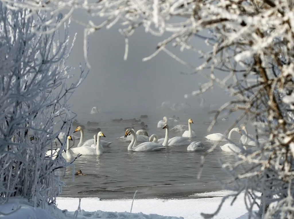 Фото из свободного доступа сети интернет
