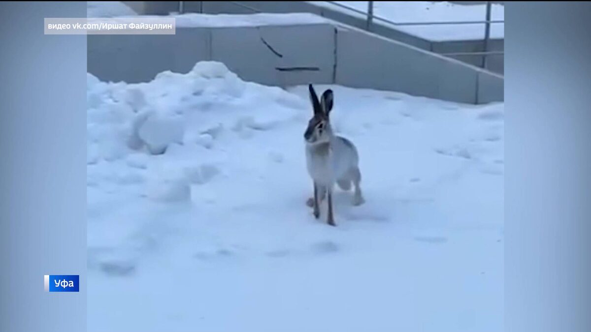    Необычный зритель: зайца-беляка сняли на видео возле здания театра в Уфе