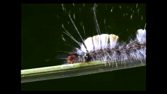 гусеница в природе 