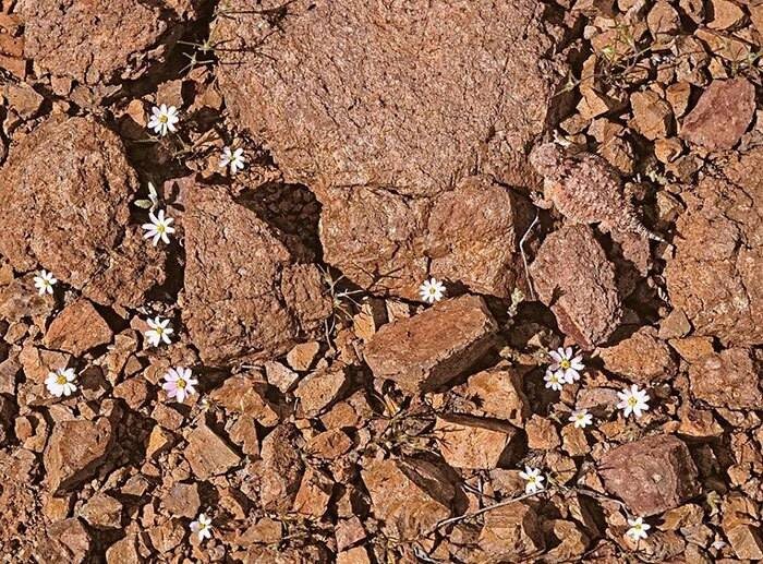 рогатая ящерица сливается с окружающей средой 