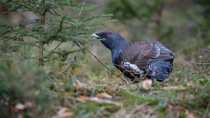     Глухарь в лесу. Охота Сибири