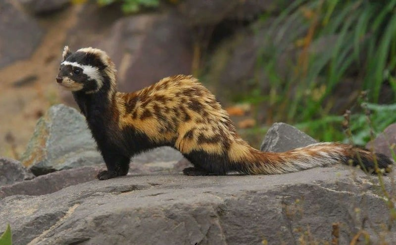  30 сантиметров тела в длину, еще столько же хвост. Вес от 300 до 700 грамм