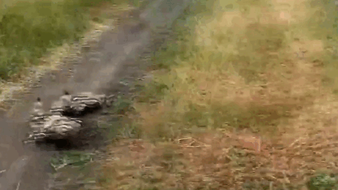 перевязка защищает детенышей