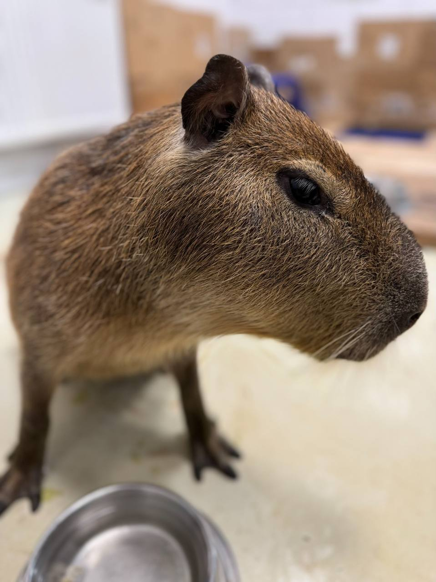 Белгородский зоопарк